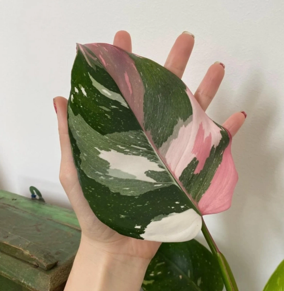 Philodendrom Tricolor Princess 4” Pot (ALL STARTER PLANTS Require You to Purchase 2 Plants!) - Etsy