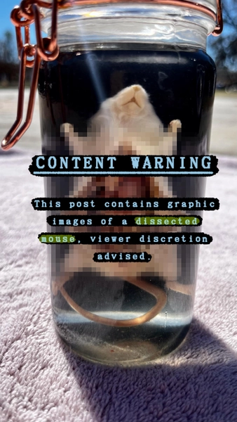 Wet specimen- Large mouse dissection