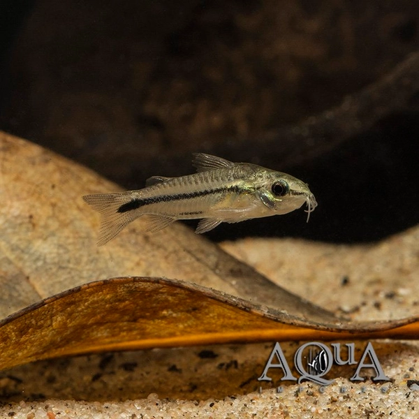 1 True Pygmy Cory (Gastrodermus pygmaeus)