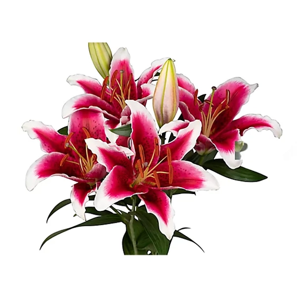 Overjoyed Boutique Oriental Lilly Cb Pink 2 Stem - 2 ST