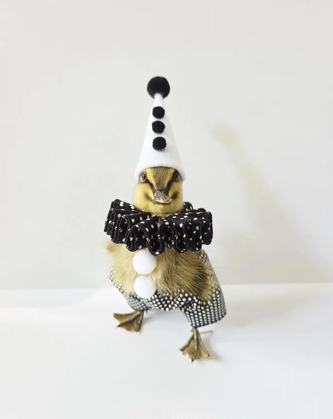 MADE TO ORDER-Silly Pierrot Taxidermy Duckling, Duck Clown Oddity, Real Bird Art, Unique Curiosity Doll, Anthropomorphic Baby Duck Pantomime