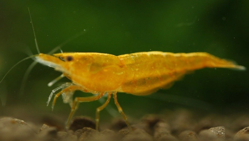 11 Sunkist Orange Neocaridina Shrimp