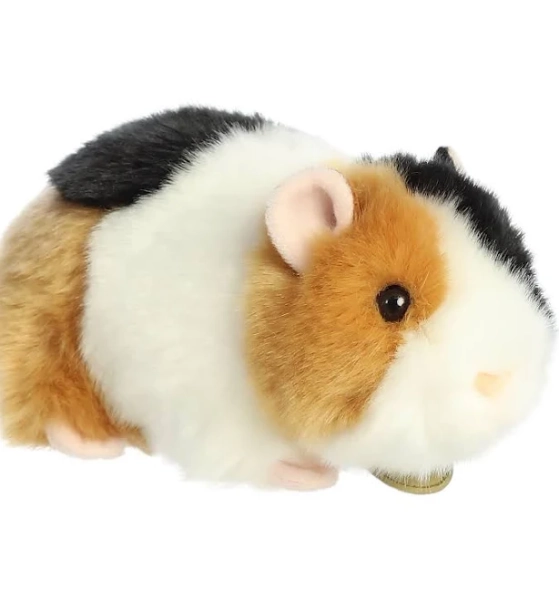 Aurora Miyoni American Guinea Pig