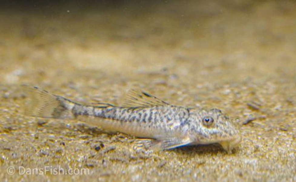 1 Pitbull Pleco (Parotocinclus jumbo) LDA25