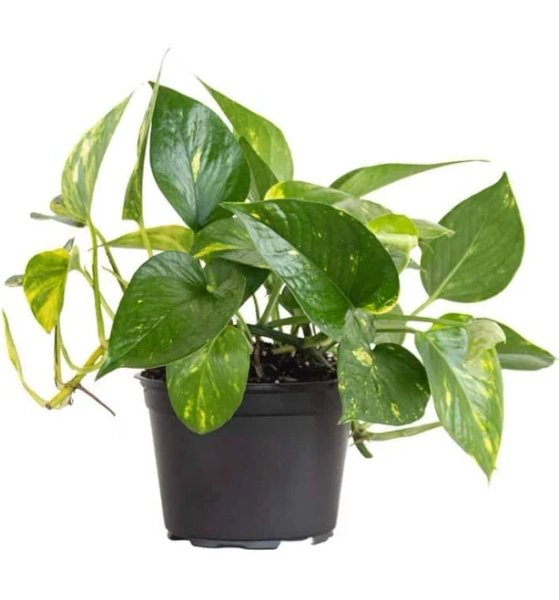 United Nursery Golden Pothos Indoor Vining Houseplant