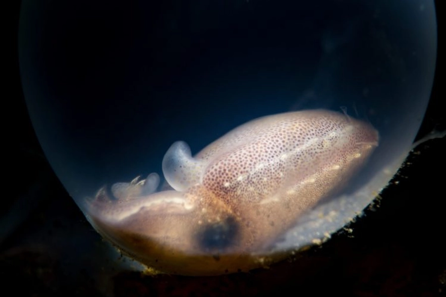 Cuttlefish For Sale – Up to 50% Off | Reefs4Less