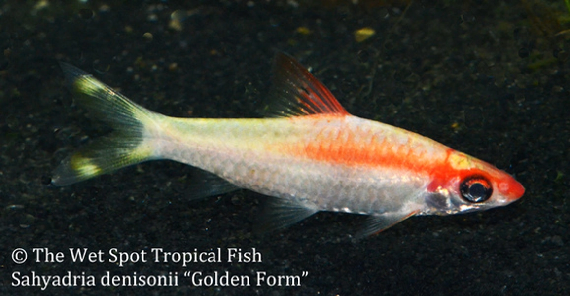 1 Gold Roseline Shark (Sahyadria denisonii)