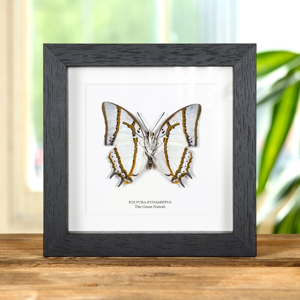 The Great Nawab Butterfly Ventral Side In Box Frame (Polyura eudamippus)