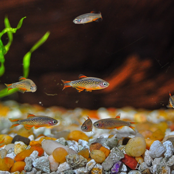 1 Celestial Pearl Danio / Galaxy Rasbora (Celestichthys margaritatus)