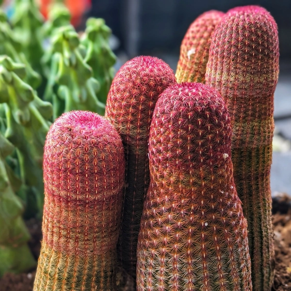 Rainbow Hedgehog Cactus