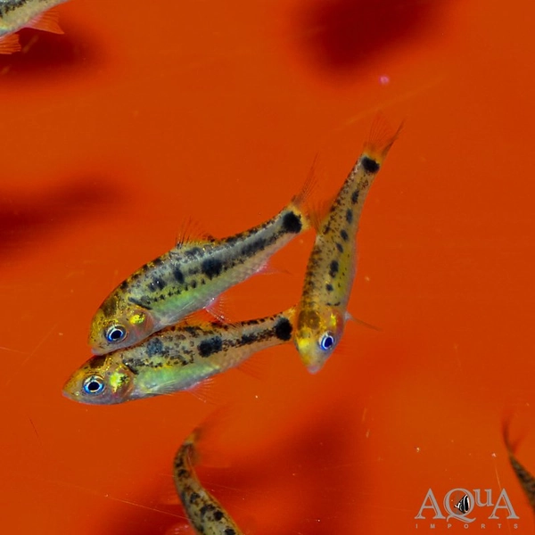 1 Gold Barb (Barbodes semifasciolatus)