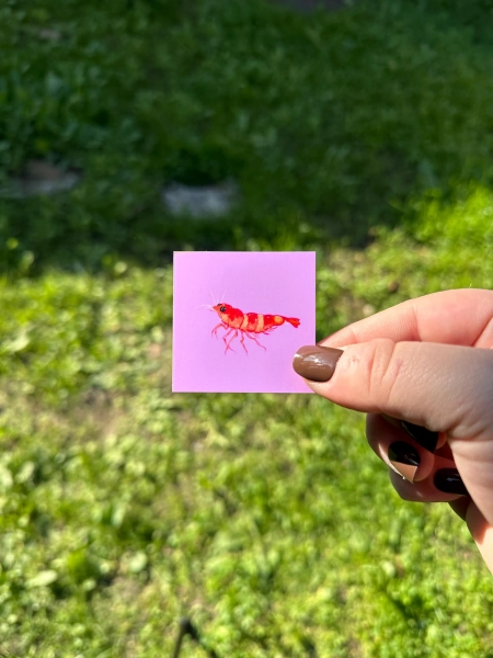 Cutie Shrimps Teeny Tiny Print - Primary color: Pink
