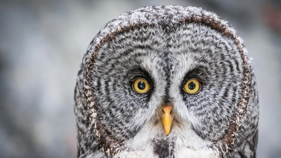 Gift a Membership - Wilder Institute/Calgary Zoo
