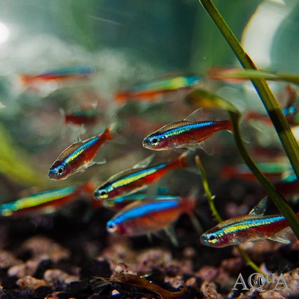 1 Cardinal Tetra (Paracheirodon axelrodi)