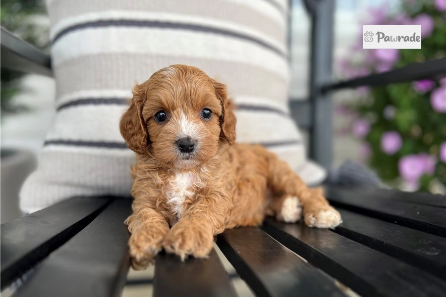 Erin - Cavapoo Puppy 521095