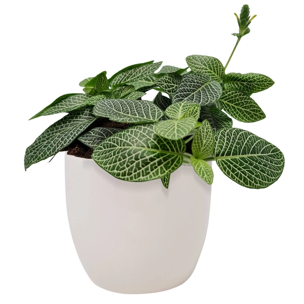 120mm Fittonia in Ceramic Pot - Fittonia albivenis