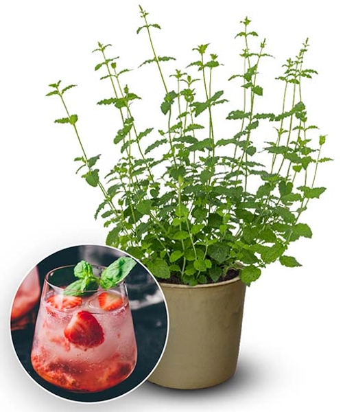 Minze 'Strawberry'