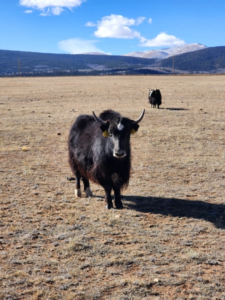 WILY Y673 2L060 bred heifer — Pettee Ranch LLC