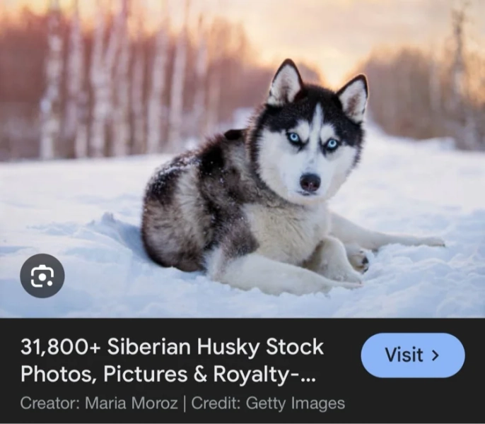 Husky ￼