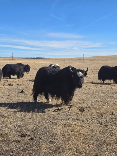 WILY Y353 2H109 — Pettee Ranch LLC