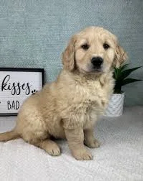 View Puppies — Puppies for sale