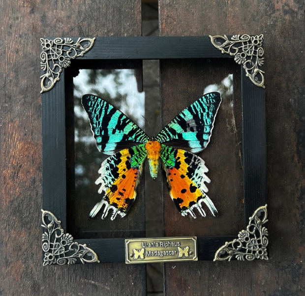 Real Framed Butterfly Sunset Moth Urania Ripheus Dried Insect Frame Dead Bug Taxidermy Taxadermy Oddities Decor Wall Hanging Art