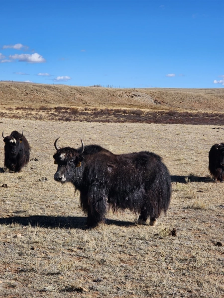 BCR Warrior Princess Zena 2E209 — Pettee Ranch LLC