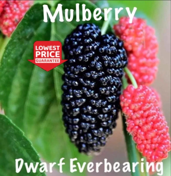 Dwarf Everbearing Mulberry Tree – Live Plant —LOWEST PRICE