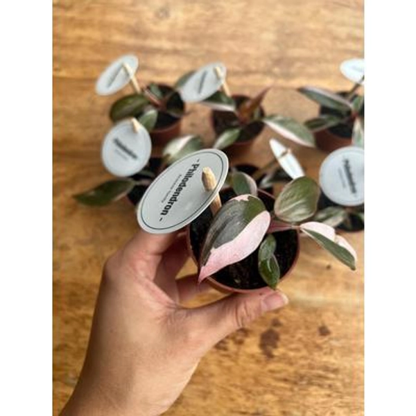 Philodendron Pink Princess Plant