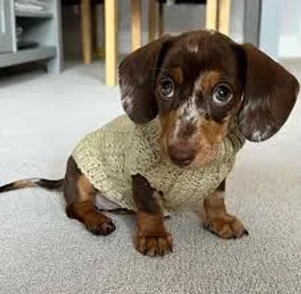 Short Haired Dachshund Puppy