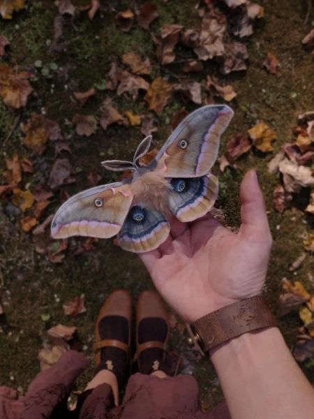 Handmade Polyphemus Moth hair clip brooch realistic