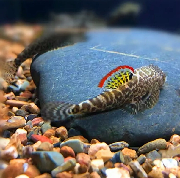 1 Rare Hillstream “Hephaestus” Loach (Pseudogastromyzon myersi)