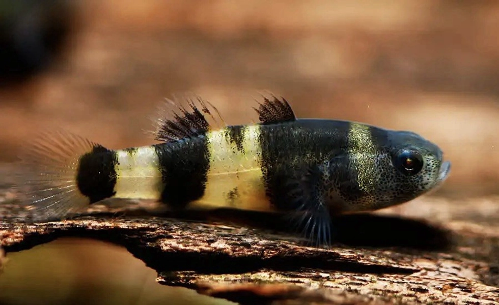 5 Bumblebee Goby (Brachygobius doriae)