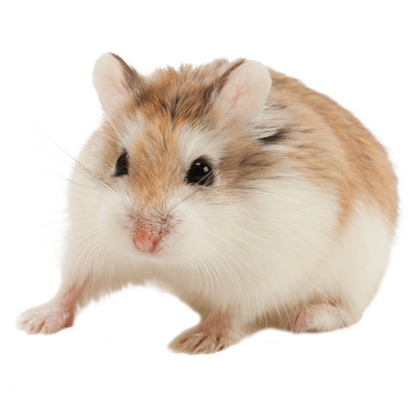 Roborovski Dwarf Hamster