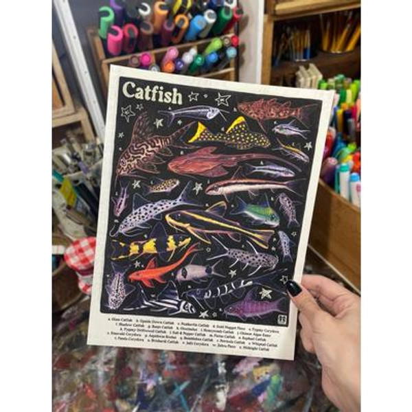 Catfish Poster | Aquarium Fish Species Identification