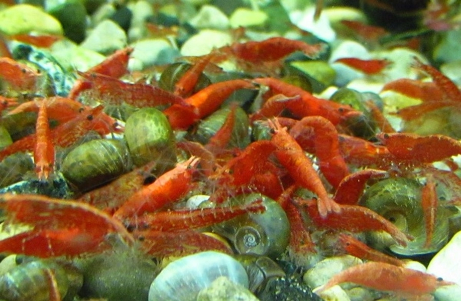 25 Red Cherry NeoCaridina Shrimp