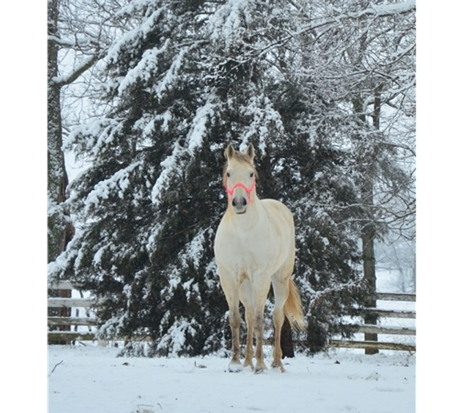 Two Horse Tack - TWO HORSE TACK GIFT CARDS
