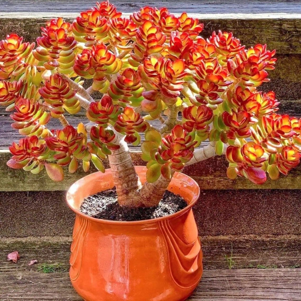 Jade Plant | Crassula Ovata