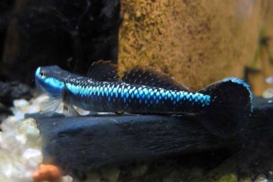 1 [Male] Neon Blue Stiphodon Goby (Stiphodon atropurpureus)