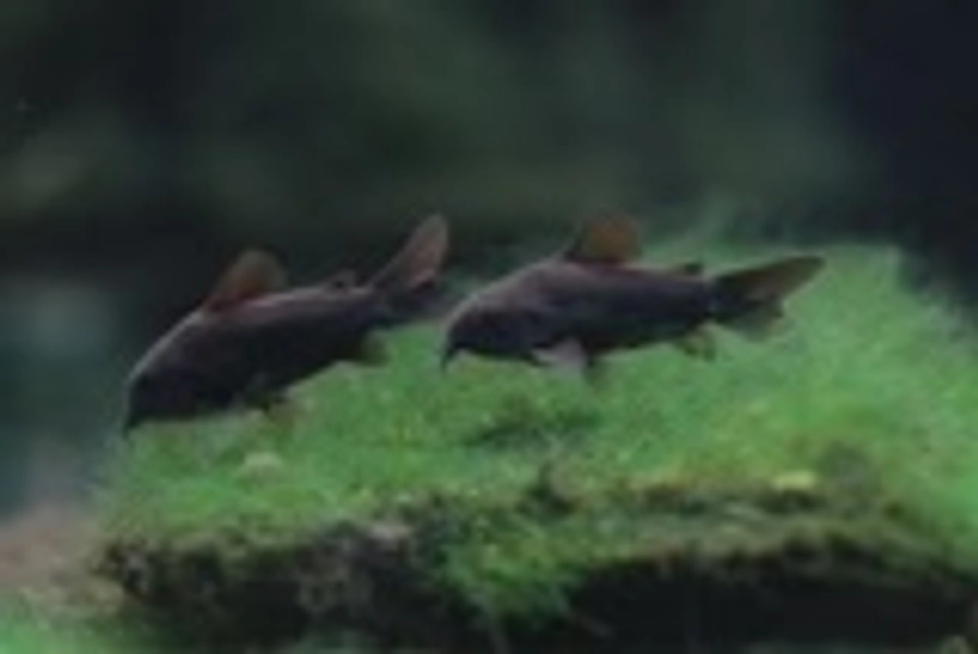 9 Black Venezuelan Cory (Corydoras sp.)