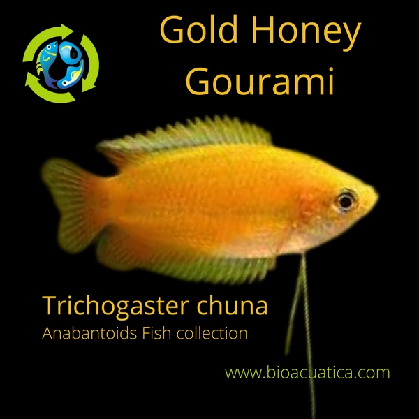 1 Gold Honey Gourami Unsexed (Trichogaster chuna)