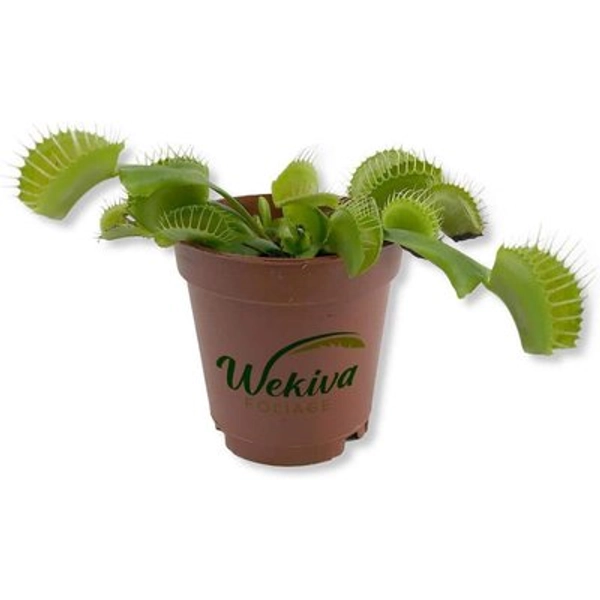 Wekiva Foliage Venus Flytrap-Live Starter Plant in a 2 Inch Pot-Dionea Muscipula-Indoor Tropical Carnivorous Plants