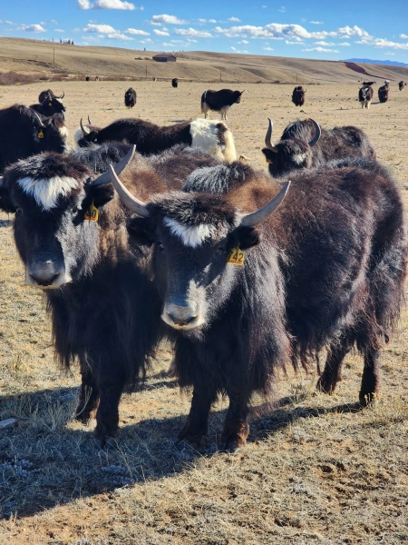 TWINS! Y740 & Y742 — Pettee Ranch LLC
