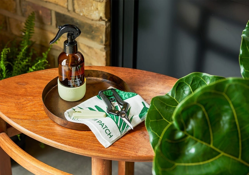 Indoor Plants | Patch