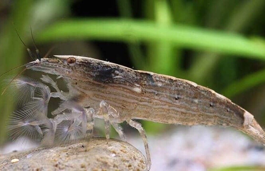 2 Mountain Rock Large Neocardinia Shrimp