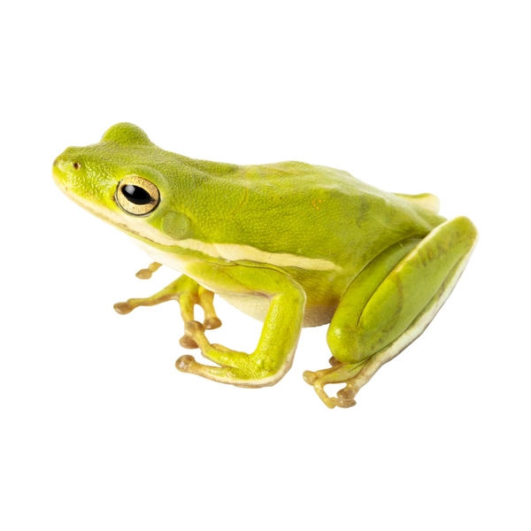 Green Tree Frog