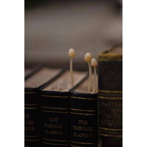 Bookcase Mushrooms -- Book Supplies -- Library Decor -- Cute Fantasy PolymerClay Sculpture -- mushroom art -- mushie -- Mushling