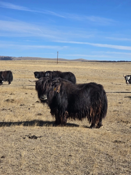 RYR Annie A034 — Pettee Ranch LLC