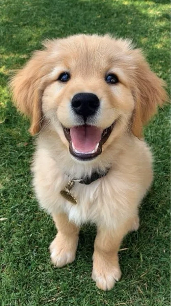 puppy
