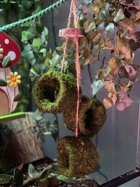 Hole Lotta Hoopla - Moss Covered Reptile Accessory